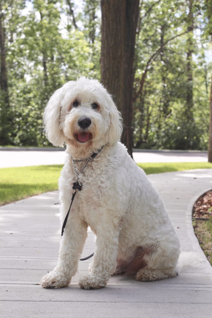 Oakley the Goldendoodle 
age seven years old
smiling 