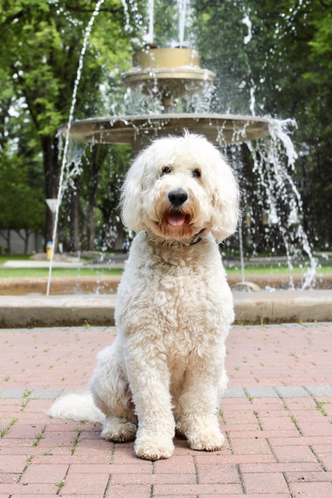 oakley the goldendoodle in front of fountain