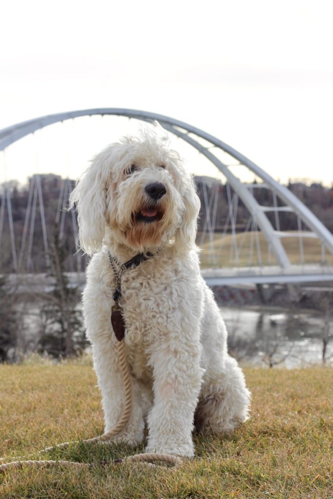 Oakley the goldendoodle