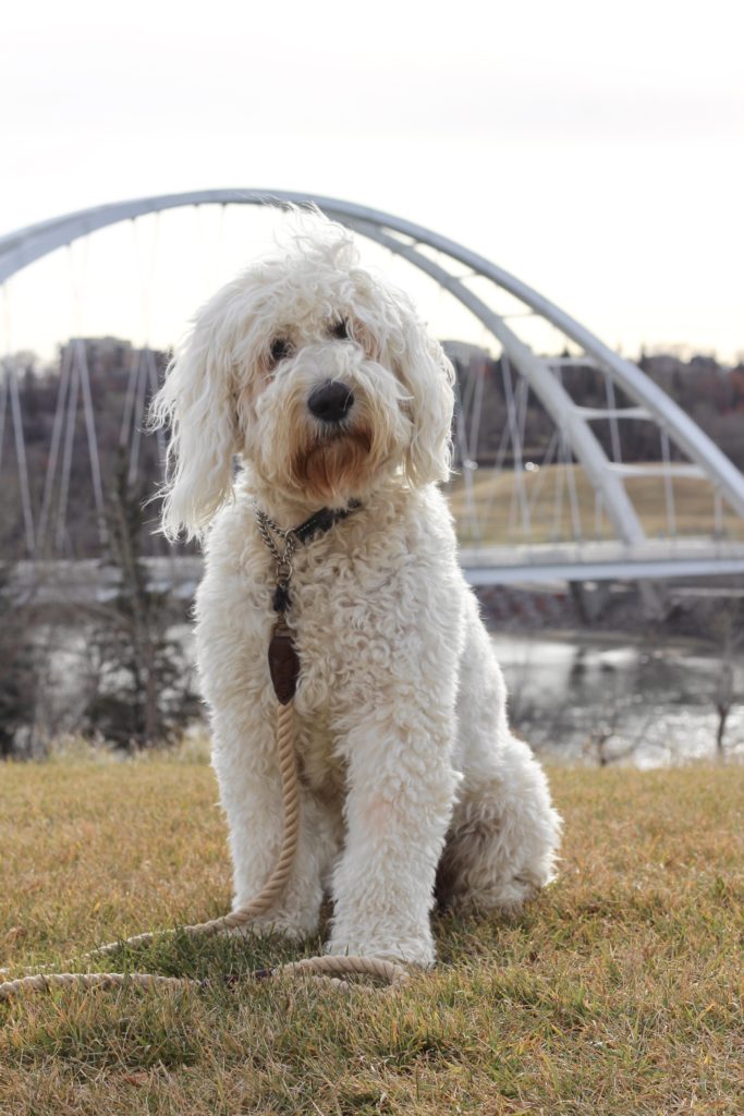 goldendoodle halloween costume