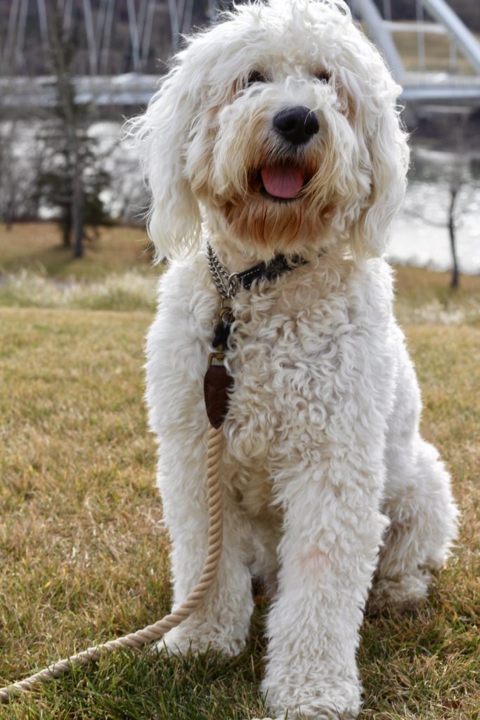 oakley the goldendoodle