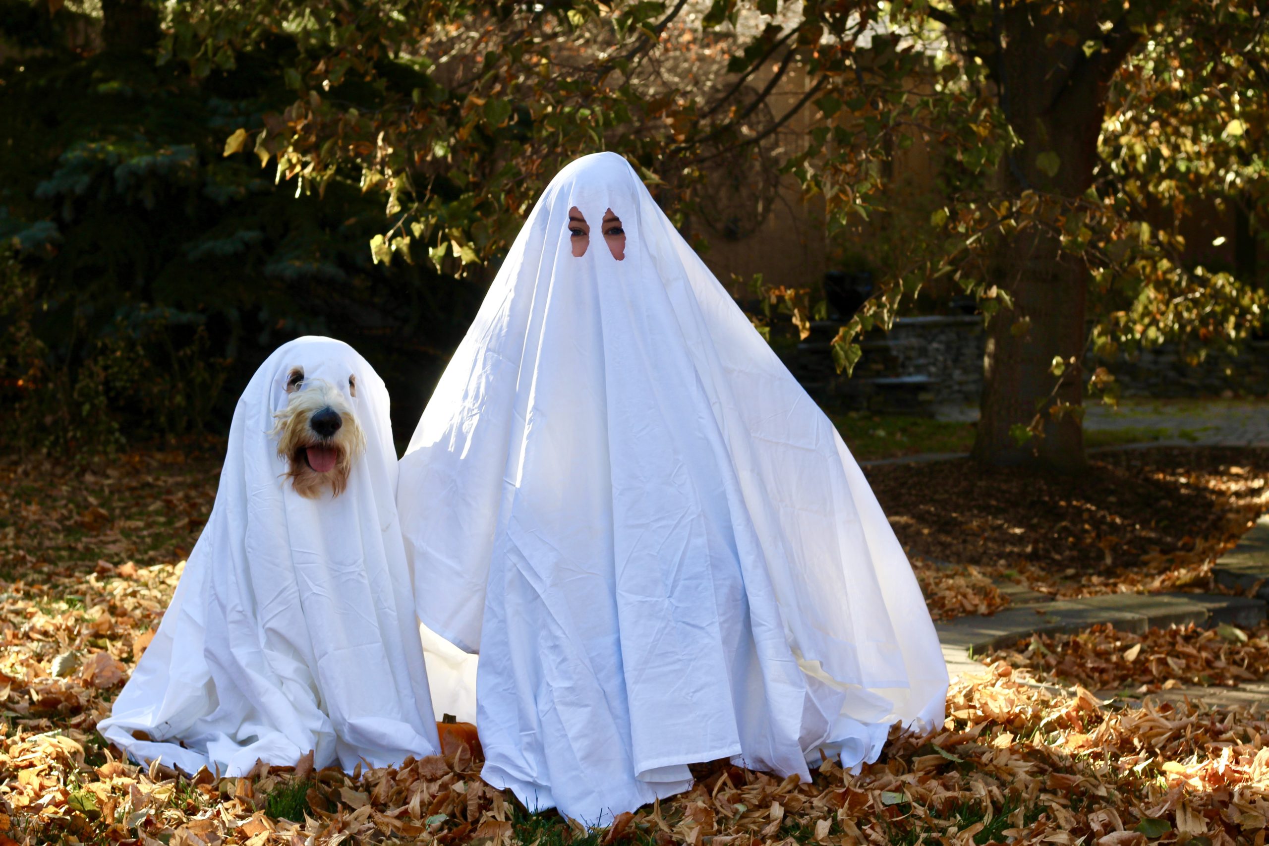 goldendoodle halloween costume – When I'm Older