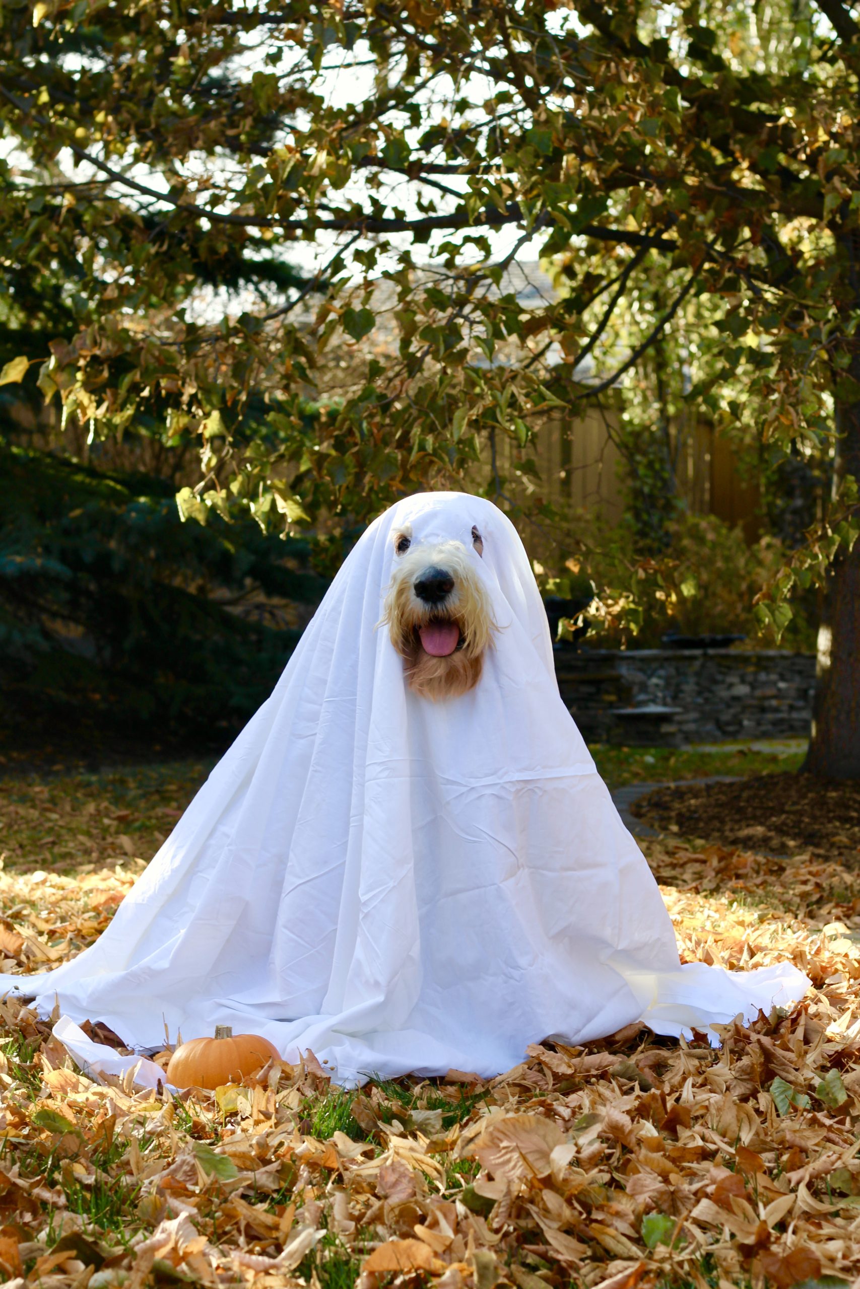 goldendoodle halloween costume – When I'm Older