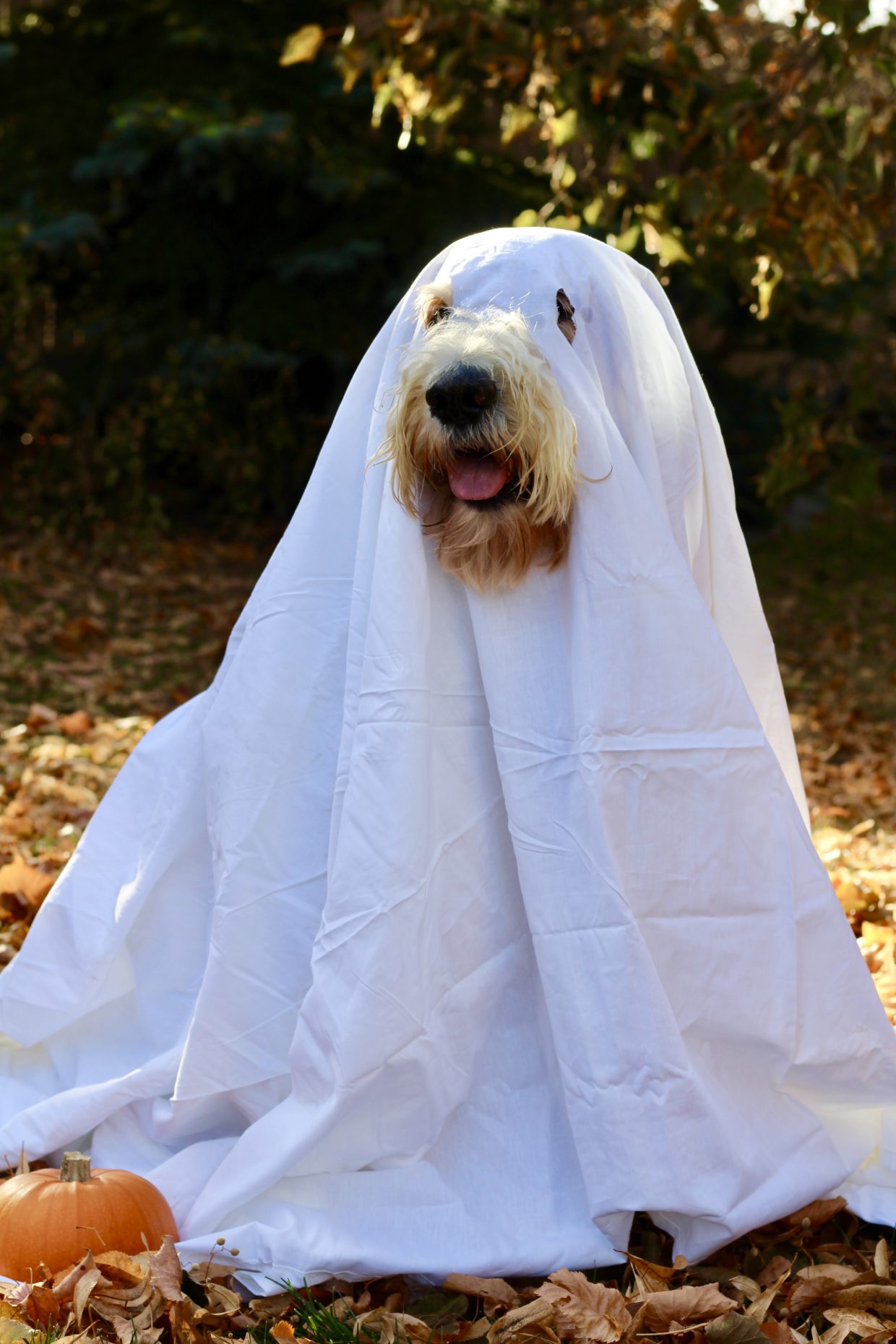 how to make a ghost costume for a dog
