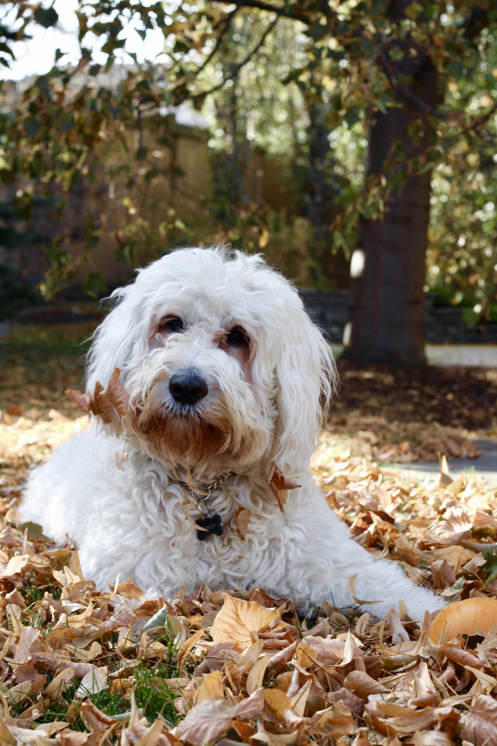 goldendoodle halloween costume – When I'm Older