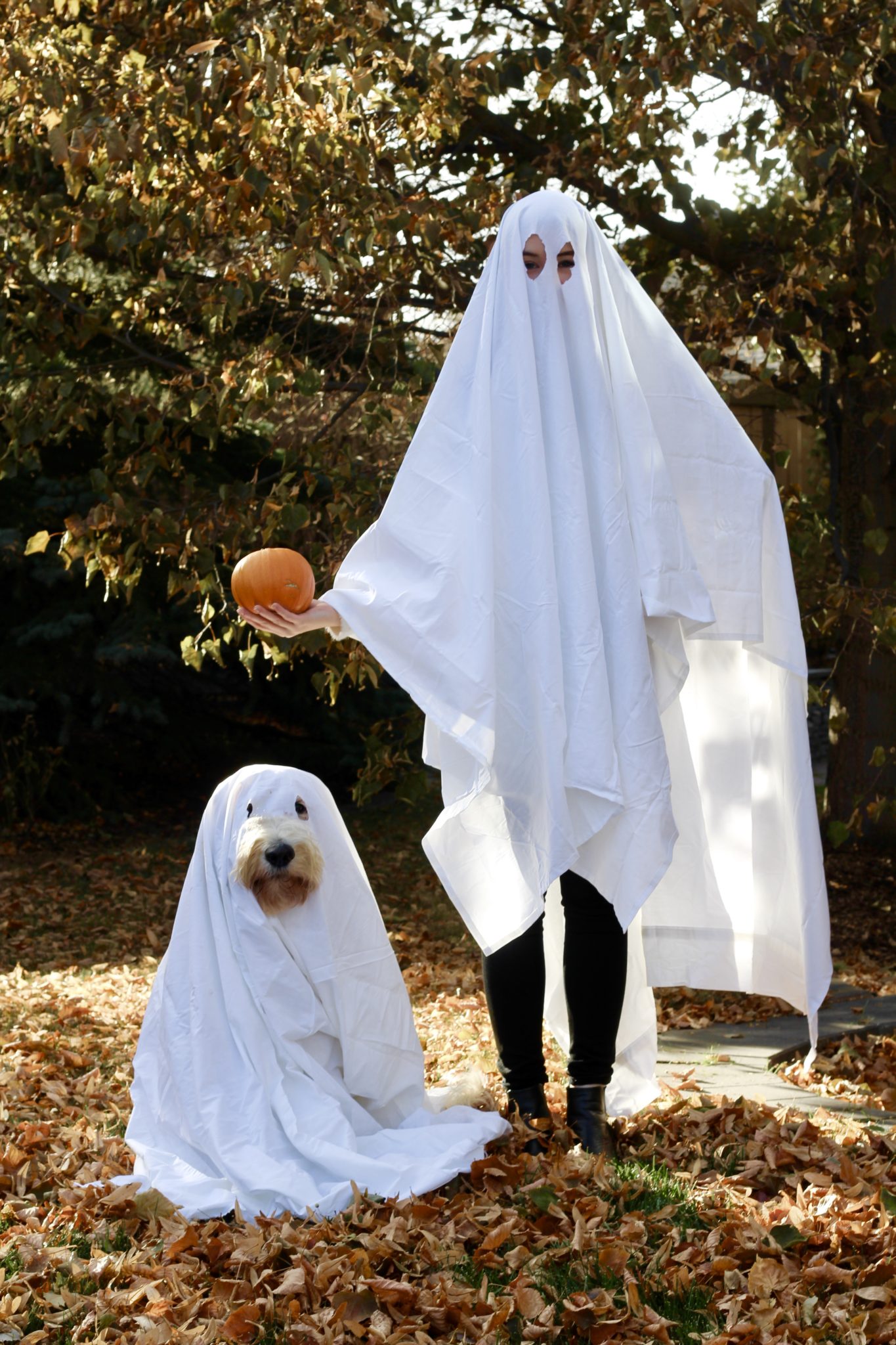 goldendoodle halloween costume – When I'm Older