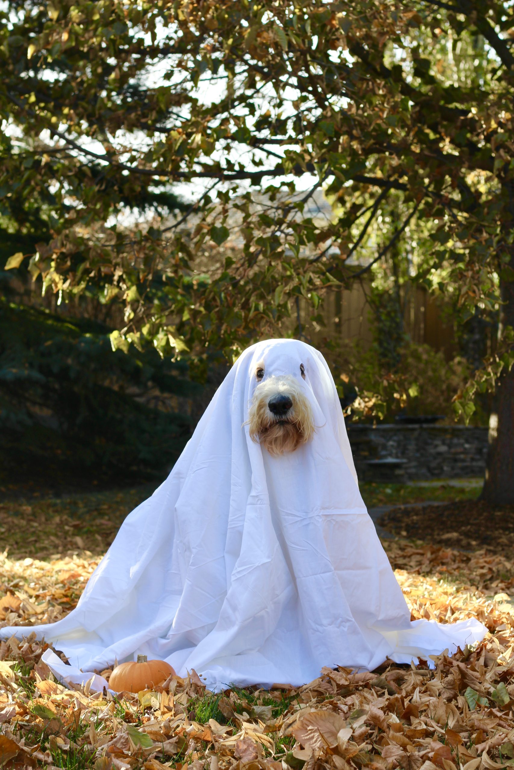 goldendoodle halloween costume – When I'm Older