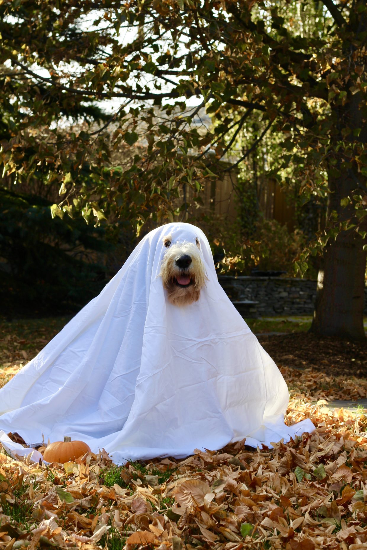 doodle ghost costume