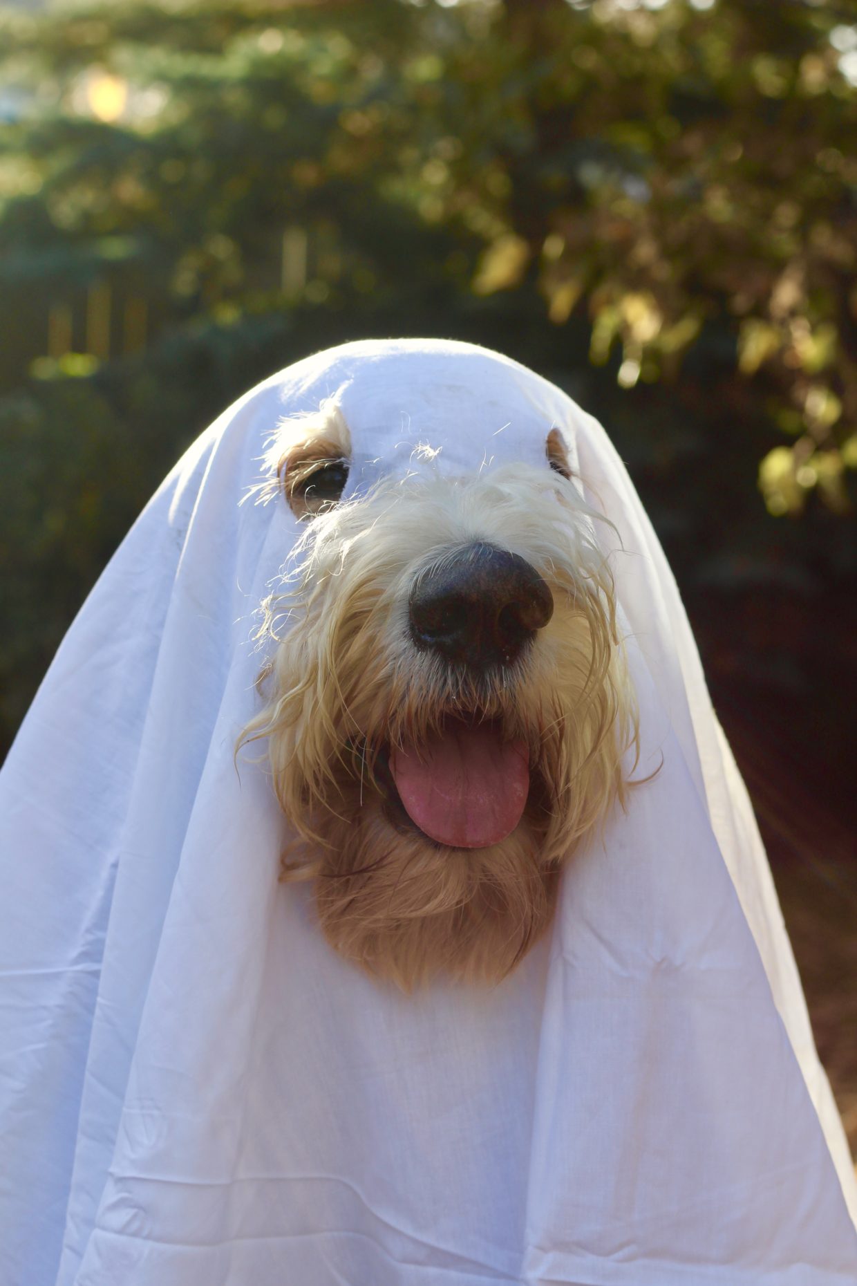 halloween ghost costume