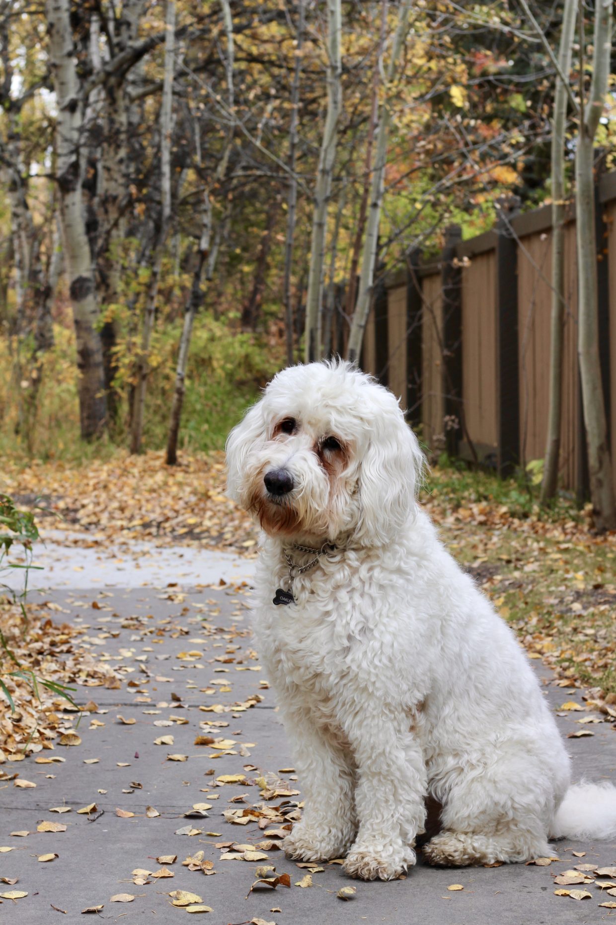 oakley the goldendoodle